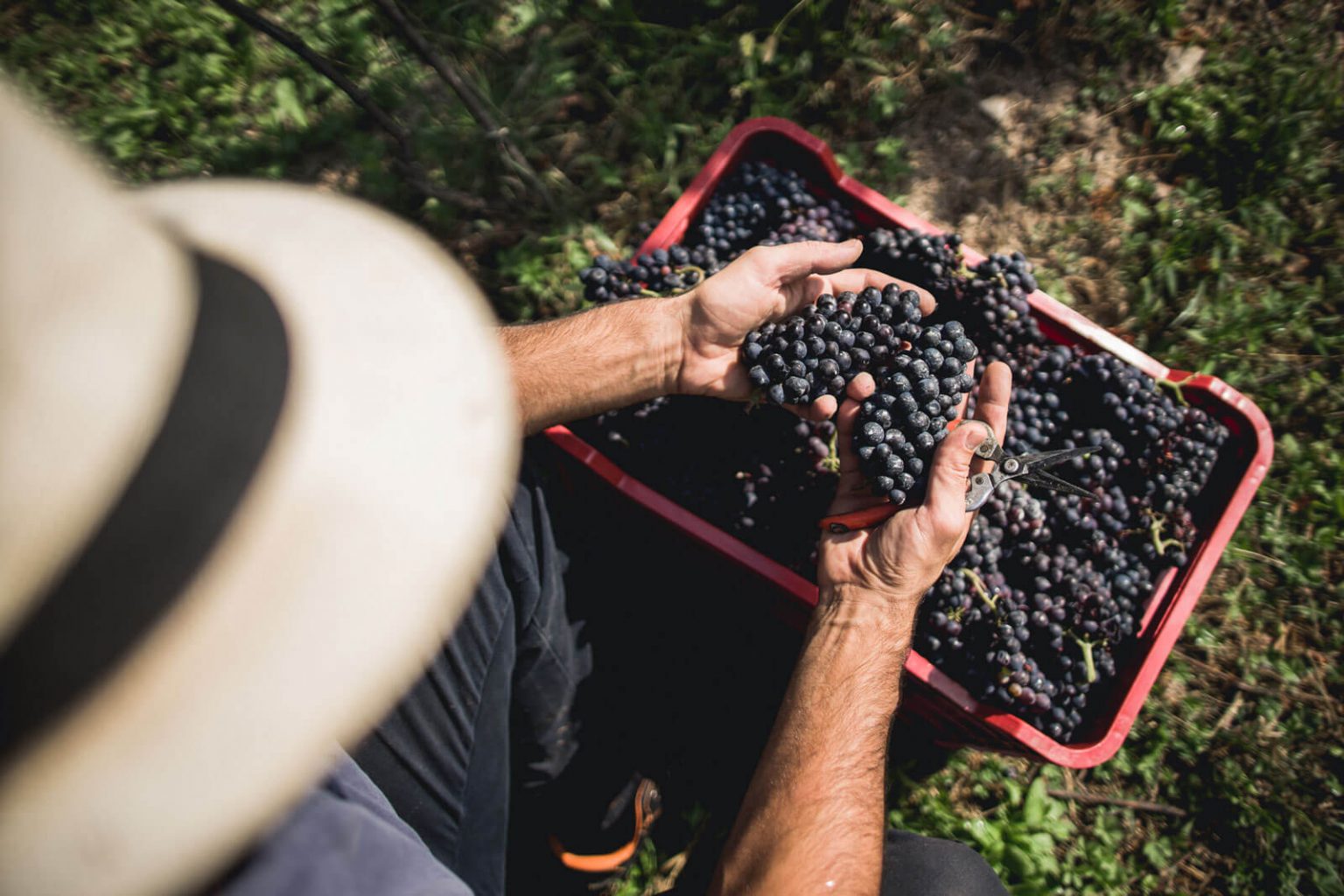 20200917_trentodoc_ALI08501